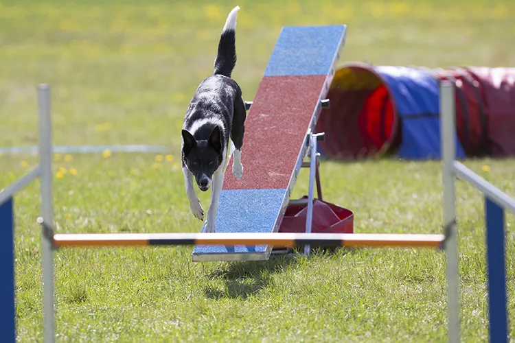 Campo de adiestramiento canino