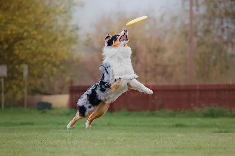 Perro jugando con frisbee