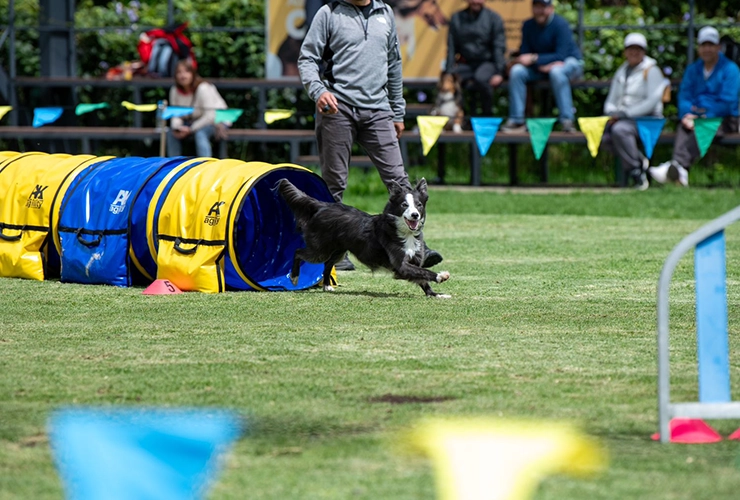 Adiestramiento canino Colsubsidio