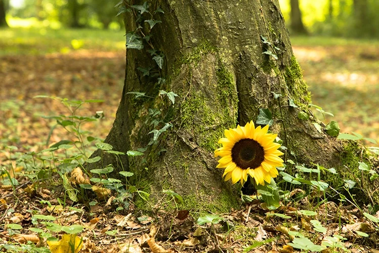 Árbol con girasol