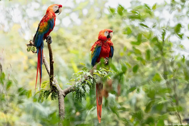 Loros en la naturaleza