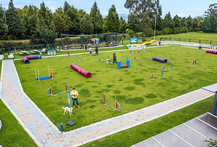 Campo para entrenamiento de mascotas 