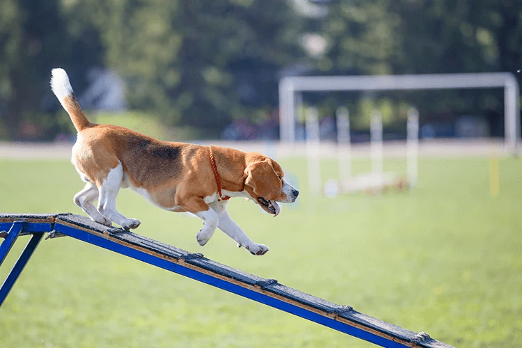 Perro bajando una rampa de entrenamiento